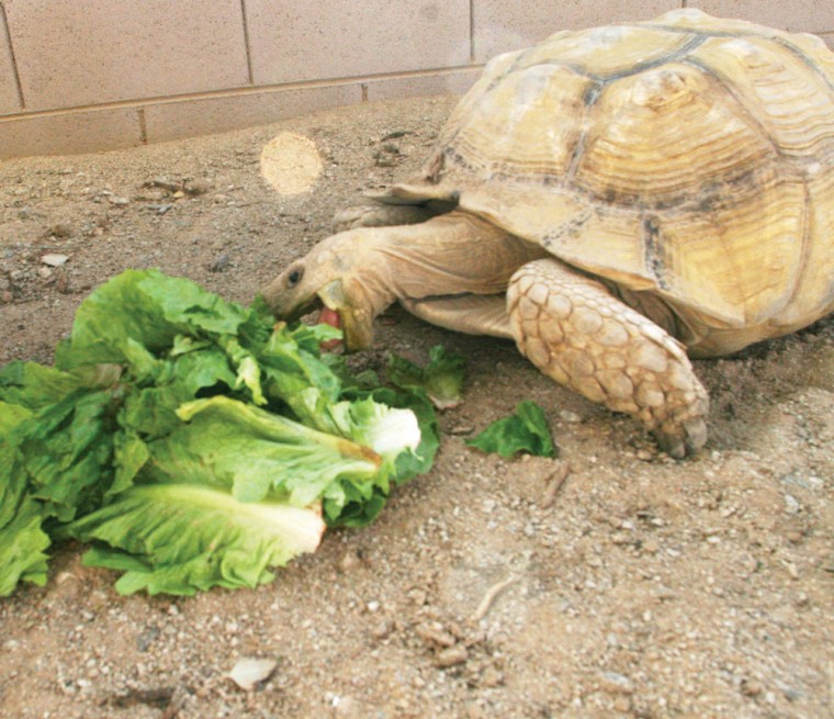 Bowser the tortoise